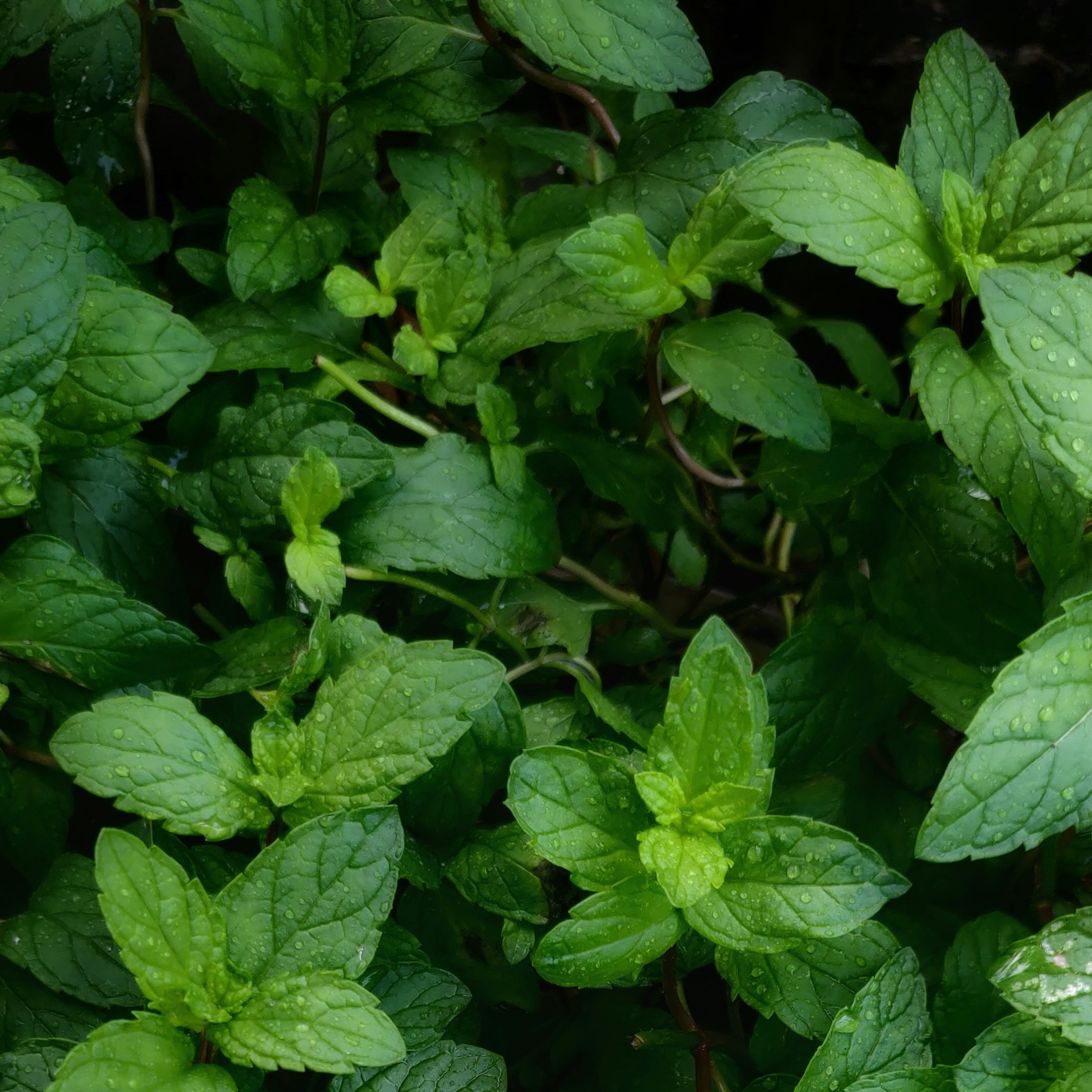 Mint Elixir